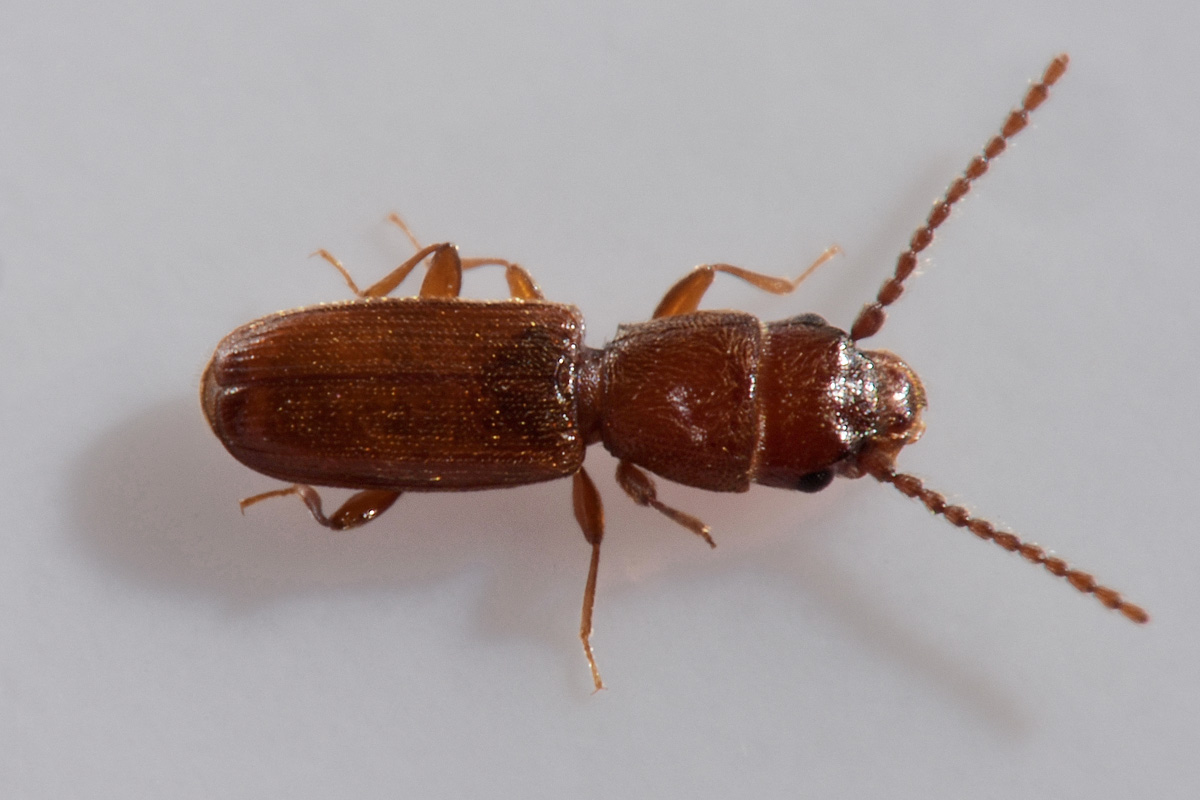 Laemophloeidae: Cryptolestes ferrugineus? S !